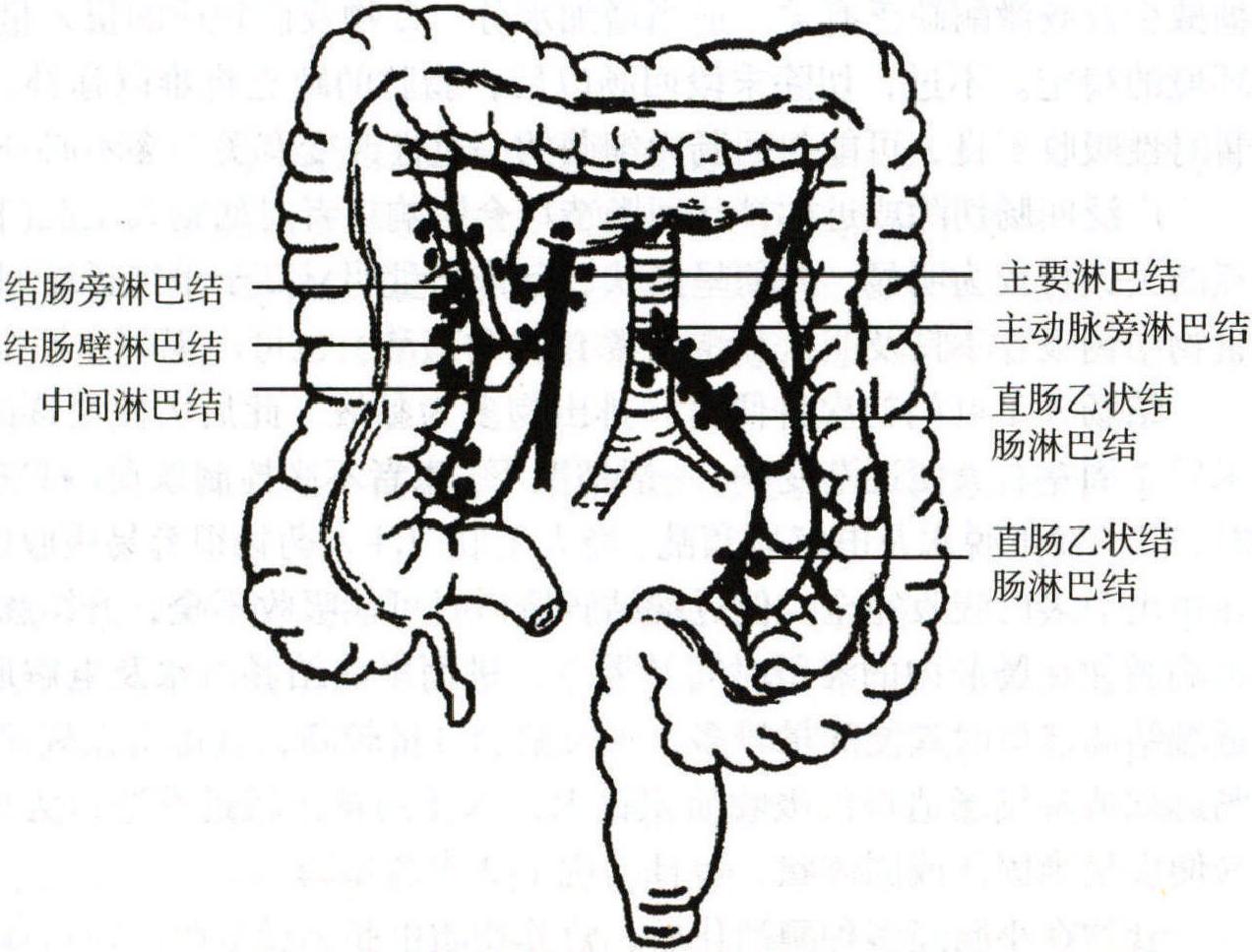 (三)與人工肛門術(shù)有關(guān)的解剖、生理基礎(chǔ)